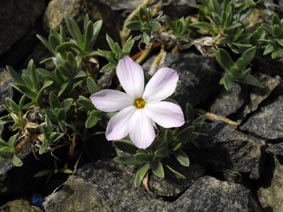 Phlox covillei